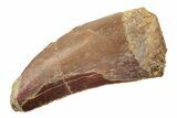 Serrated, Theropod (Deltadromeus?) Pre-Max Tooth - Morocco #238562-1